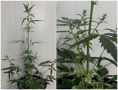 Why not XY? Male monoecious sexual phenotypes challenge the female monoecious paradigm in <mark class="highlighted">Cannabis</mark> sativa L.